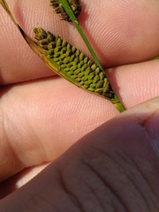 Carex nigra