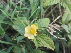 Malvastrum coromandelianum