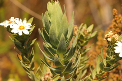 Osmitopsis asteriscoides