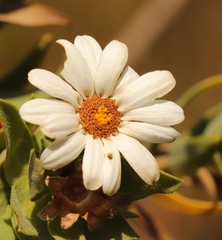 Osmitopsis asteriscoides