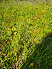 Carex nigra
