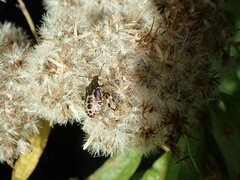 Pinthaeus sanguinipes