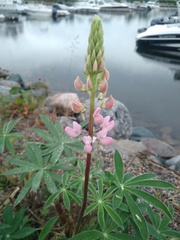 Lupinus polyphyllus