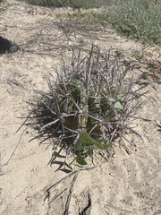 Ferocactus santa-maria