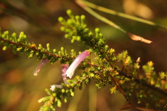 Erica perspicua