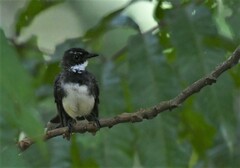 Rhipidura javanica