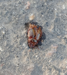 Chrysolina staphylaea