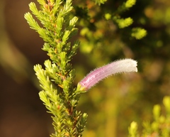 Erica perspicua