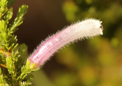 Erica perspicua