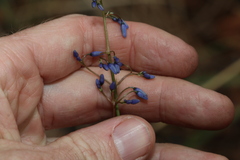 Dianella