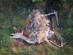 Cervus elaphus