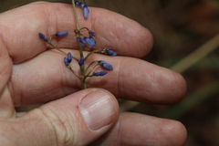 Dianella