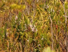 Erica perspicua