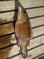 Tautogolabrus adspersus