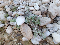 Forsskaolea tenacissima