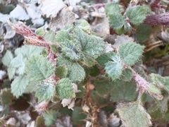 Forsskaolea tenacissima