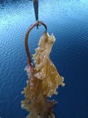 Saccharina latissima