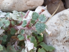 Forsskaolea tenacissima