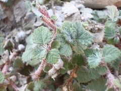 Forsskaolea tenacissima