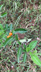 Mycalesis mineus