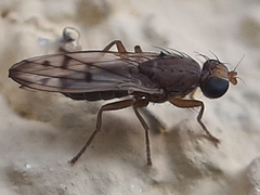 Opomyza