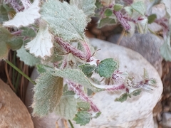 Forsskaolea tenacissima