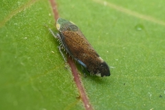 Fieberiella