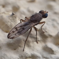 Opomyza