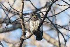 Glaucidium passerinum