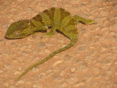 Chamaeleo