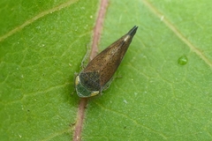 Fieberiella