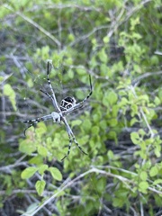 Argiope argentata