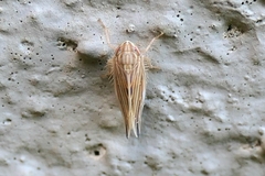 Mocydia crocea