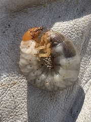 Melolontha melolontha