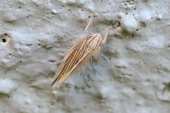Mocydia crocea