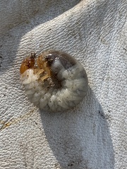 Melolontha melolontha