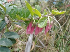 Macleania salapa