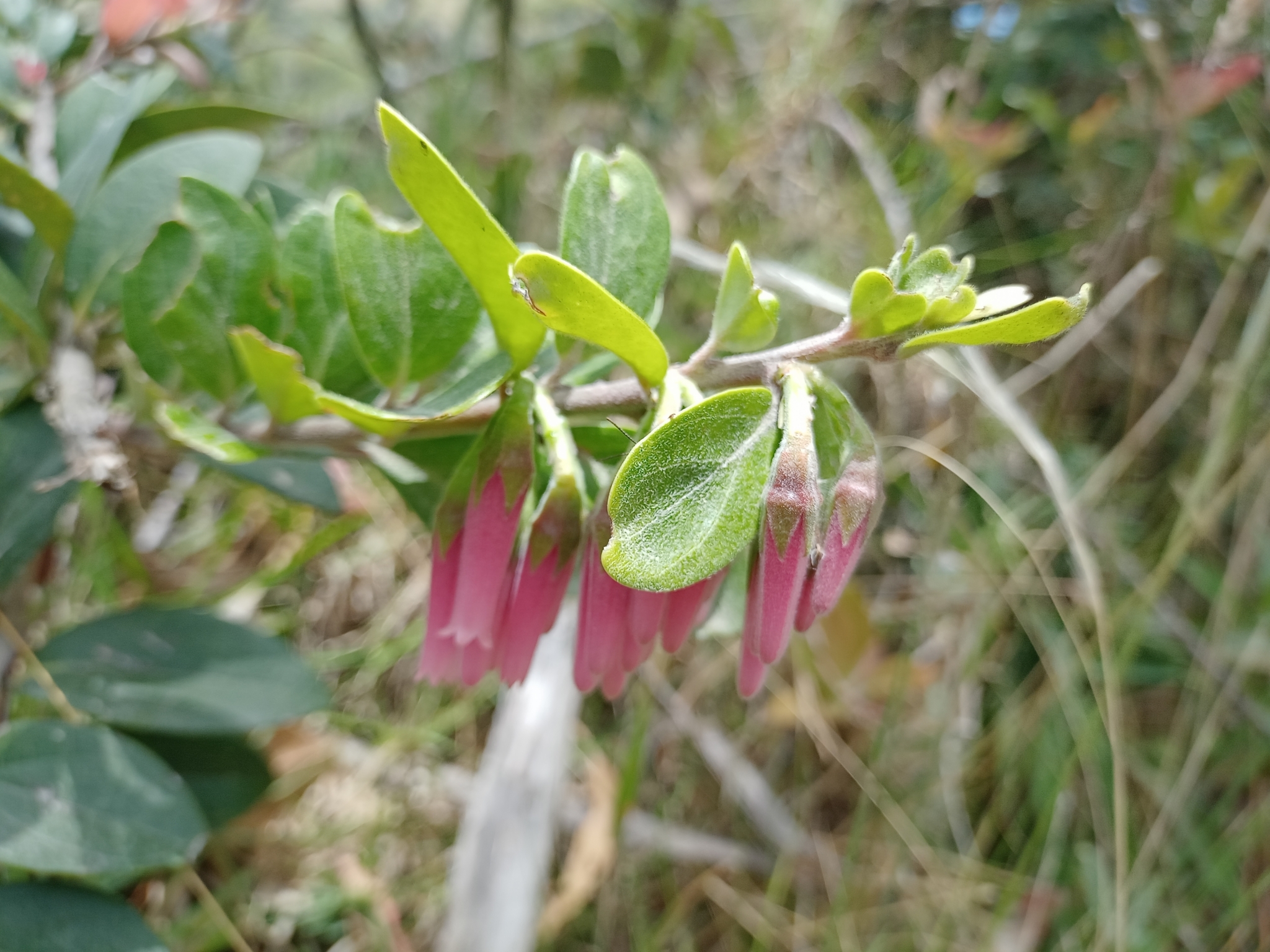 Macleania salapa image