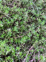 Crassula helmsii