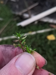 Crassula helmsii