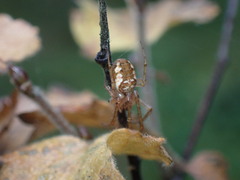 Metellina segmentata