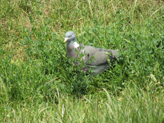 Columba palumbus