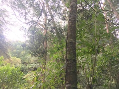 Melicytus ramiflorus