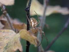 Metellina segmentata