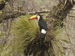 Ramphastos toco