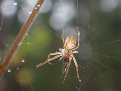 Metellina segmentata