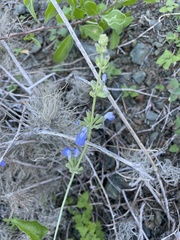 Salvia cedrosensis