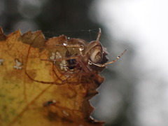 Metellina segmentata