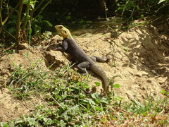 Agamidae
