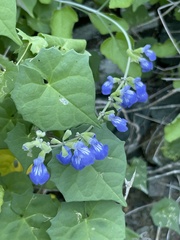 Salvia cedrosensis